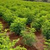 Organic Curry Leaf Powder - Image 3