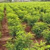 Organic Curry Leaf Powder - Image 4